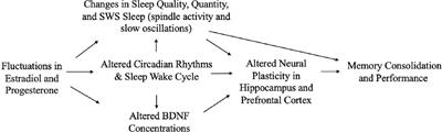 Sex Hormones, Sleep, and Memory: Interrelationships Across the Adult Female Lifespan